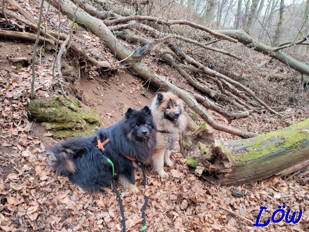 14.2.2023 - Dwix und Howard auf dem Todholzweg